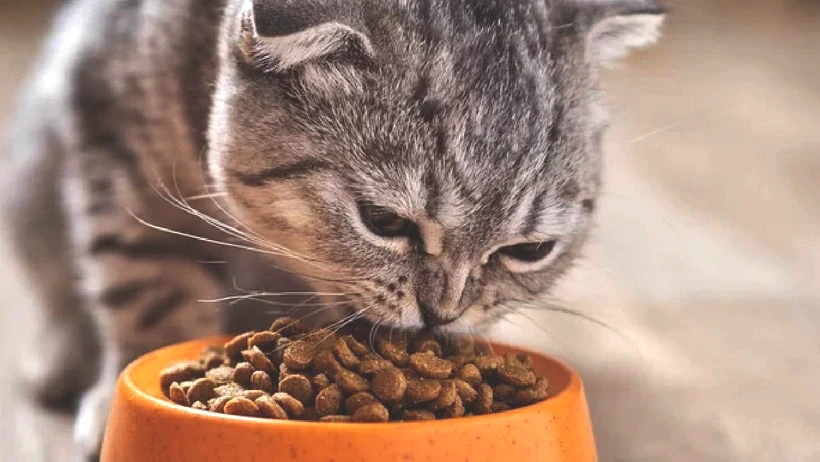 Ünlü Kedi Mamasının İçinden Çıktı! Pet Shop ve Marketlerden Toplatılıyor - Resim : 1