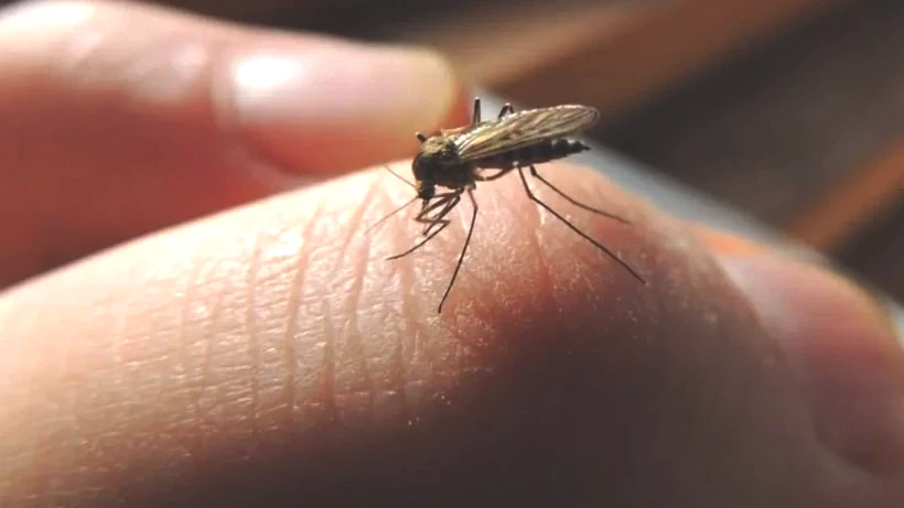 Yaz Akşamlarının Baş Belası Sivrisineklerin Esamesini Okutmayacak Tüyo - Resim: 3