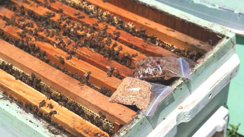 Herkesin İşe Yaramaz Dediği İşi Yaptı, Köşeyi Döndü! Şimdi 1 Kutusunu 3 Bin TL'ye Satıyor - Resim: 4