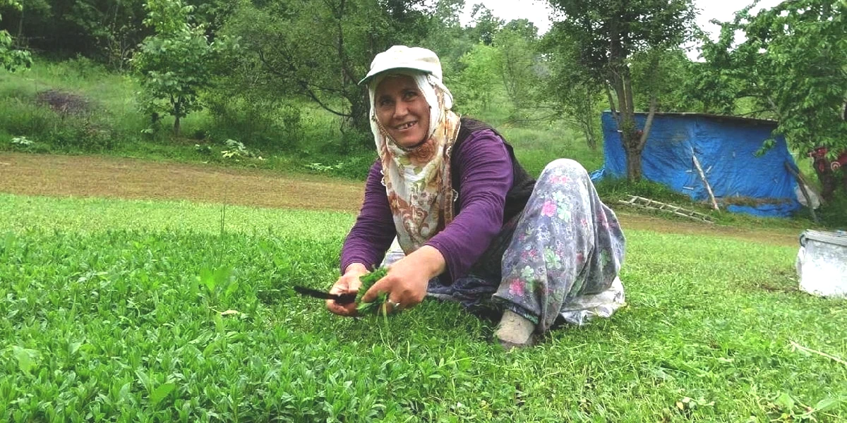 madimak-hasat.jpg