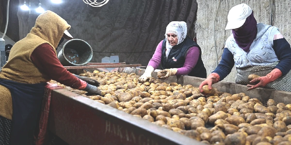 patates-depo.jpg