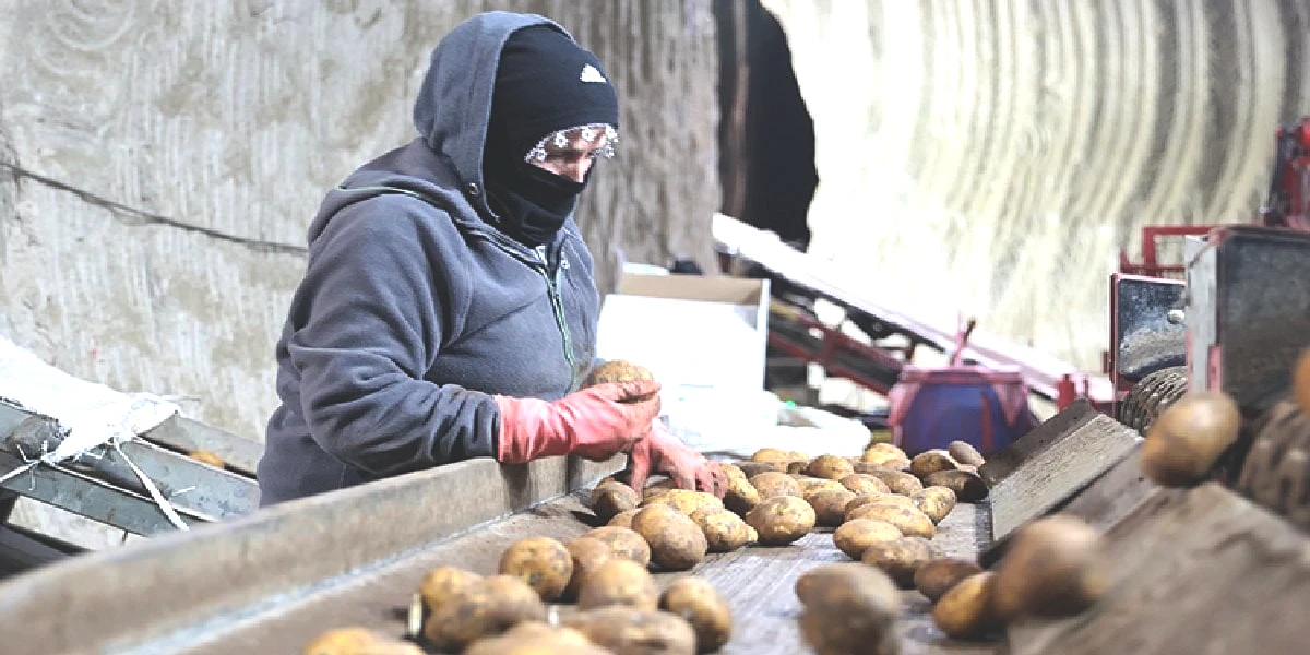 patates-hasat-1.jpg
