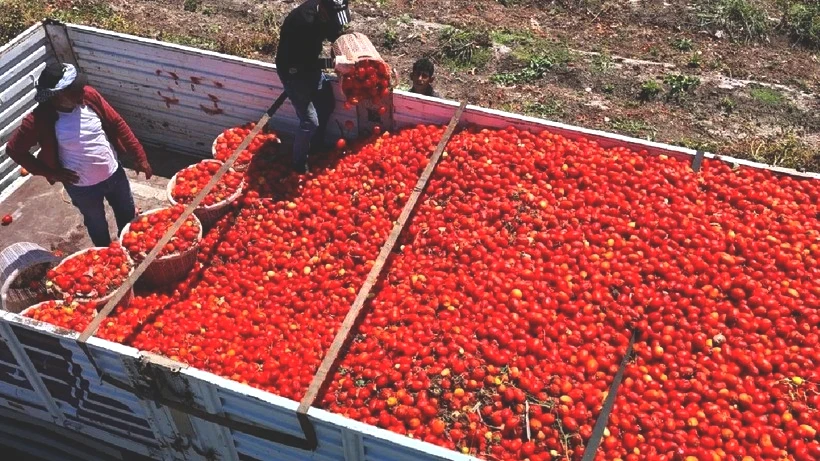 Hasat Başladı Tarlada Ürün 3 Liraya Düştü! Adanalı Üretici Zararda - Resim: 3