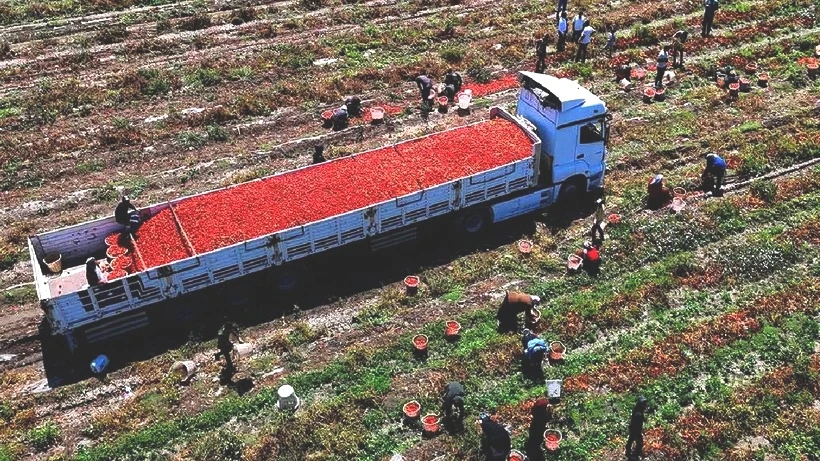 Hasat Başladı Tarlada Ürün 3 Liraya Düştü! Adanalı Üretici Zararda - Resim: 2